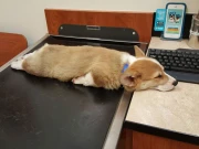 دفتری اوقات میں سونے والا کُتا سالانہ بونس سے محروم