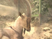 اسموگ سے انسانوں کے ساتھ جنگلی حیات اور پالتو جانوروں کی صحت بھی متاثر