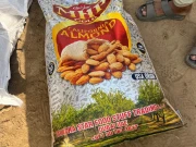 لوبیا کی آڑ میں امریکی بادام کی اسمگلنگ، خزانے کو اربوں روپے کے نقصان کا انکشاف