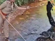 بہادر خاتون فاریسٹ افسر نے 18 فٹ لمبے کنگ کوبرا کو قابو کرلیا، ویڈیو وائرل