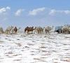 سعودی عرب میں برفباری کے بعد صحراؤں میں اونٹوں کے نایاب مناظر وائرل  