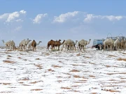 سعودی عرب میں برفباری کے بعد صحراؤں میں اونٹوں کے نایاب مناظر وائرل  