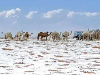 سعودی عرب میں برفباری کے بعد صحراؤں میں اونٹوں کے نایاب مناظر وائرل  