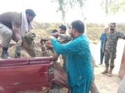 بھٹک کر سرحدی علاقے میں آنے والی نیل گائے چھانگا مانگا منتقل