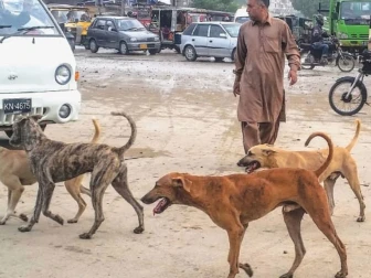 کراچی میں سگ گزیدگی کا ایک اور واقعہ، 24 سالہ نوجوان جاں بحق، تعداد 18 ہوگئی