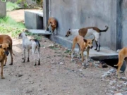 لاہور ہائی کورٹ کا کتا مار مہم روکنے کا حکم