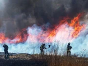 امریکا میں ہر سال جنگلاتی آگ کیوجہ سے کتنے اموات ہوتی ہیں؟ ہوشربا اعداد و شمار