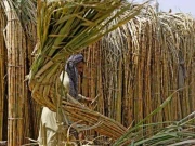 نئی ملوں کا قیام، کاٹن زون میں سرفہرست رحیم یار خان شوگر زون میں تبدیل