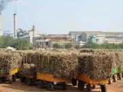 گنے کی ریکارڈ پیداوار کے باوجود ملک کی 90 فیصد ملیں غیرفعال ہونے کا انکشاف