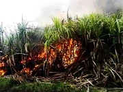 سکرنڈ، ہائی ٹینشن لائن کی چنگاریوں سے گنے کی 6 ایکڑ تیار فصل جل کر تباہ