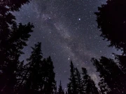 دنیا میں درختوں کی تعداد ستاروں سے کہیں زیادہ، دعوے میں کتنی حقیقت؟