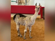 امریکی لاما دنیا کا معمر ترین لاما قرار