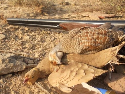 پاڑہ ہرن، کبوتر اور تیتر کے غیرقانونی شکار پر سات ملزمان رنگے ہاتھوں گرفتار