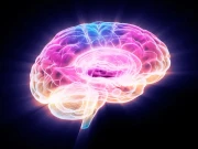 دماغ کی بڑھتی عمر کو روکنے والا پروٹین دریافت