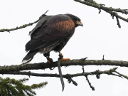 انگلینڈ میں گاؤں والوں کا جینا حرام کردینے والی چیل کو بالآخر پکڑ لیا گیا 