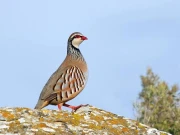  پنجاب وائلڈ لائف نے صوبے بھر میں تیتر کے شکار کے لیے کے سیزن کا اعلان کردیا