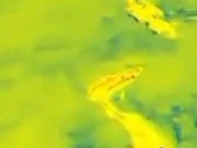 جنگل میں آگ لگانے، درختوں کی غیرقانونی کٹائی کرنے والوں کی شامت، جدید ٹیکنالوجی سے نگرانی کا آغاز 