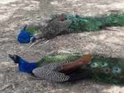 تھرپارکر، پراسرار بیماری سے 80 سے زائد مور ہلاک، سیکڑوں بیمار