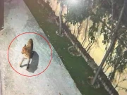 سوات میں جنگلی چیتا آبادی میں داخل، مکین خوفزدہ