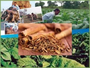 تمباکو کی کاشت بحرآن کاشکار