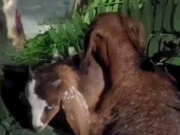 زمیندار نے کھیت میں داخل ہونے پر بکریوں کی ٹانگیں توڑ دیں؛ ویڈیو سامنے آ گئی