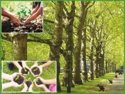 فضائی آلودگی سے لڑنے والی خاموش فورس!