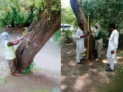 نیسپاک نے پاکستان میں شہری درختوں کی پہلی بڑے پیمانے پر جیو ٹیگنگ مکمل کرلی