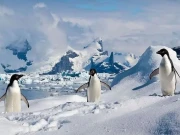 انسان تو انسان  پینگوئنز بھی ٹرمپ کے ٹیرف سے محفوظ نہیں 