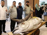 جاپان میں 7 من وزنی ٹونا مچھلی 36 کروڑ سے زائد میں فروخت