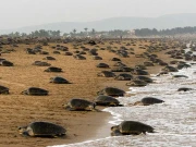 قدرت کا نظام، درجنوں نایاب مادہ کچھوے اپنی نسل بڑھانے کیلیے ساحل پر جمع