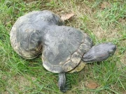 مونگ پھلی کی شکل کے خول والا کچھوا 41 سال کا ہوگیا