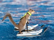 پانی میں اسکیئنگ کرنے والی گلہری نے سب کو حیران کردیا