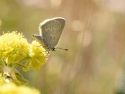 کینیڈا میں تتلی کی نئی نسل دریافت