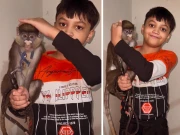 لاہور میں نایاب بندروں کی آن لائن خرید و فروخت کی ویڈیوز وائرل