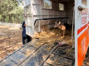 وائلڈ لائف پنجاب کو قیمتی اور نایاب جنگلی جانوروں کا تحفہ