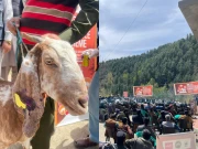 گلیات میں مویشیوں کی انشورنس اسکیم متعارف