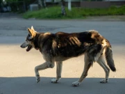 پنجاب میں پالتو کتوں کی رجسٹریشن لازمی قرار 