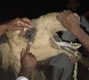 چھاچھرو میں اونٹنی کی آنکھیں نکالنے کا دلخراش واقعہ، 2 ملزمان گرفتار
