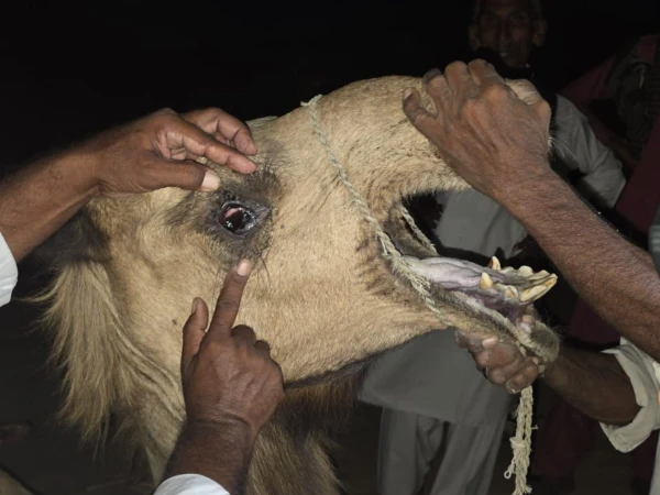 چھاچھرو میں اونٹنی کی آنکھیں نکالنے کا دلخراش واقعہ، 2 ملزما