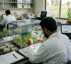 سندھ میں گندم کی نئی اقسام کی تیاری کیلئے لیبارٹری قائم