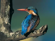 کراچی ایئرپورٹ کے قریب دلکش رنگوں کا حامل شکاری پرندہ کنگ فشر دیکھا گیا