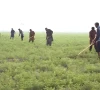 پاکستان میں بنجر زمینوں کو قابل کاشت بنانے کیلئے موثر اقدامات جاری