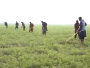 پاکستان میں بنجر زمینوں کو قابل کاشت بنانے کیلئے موثر اقدامات جاری