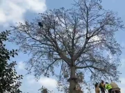 لاہور: بسنت کی باقیات پرندوں کیلئے خطرے کا باعث بن گئیں