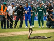 پاک بھارت میچ سے قبل اسٹیڈیم میں 4 فٹ لمبا سانپ گھس آیا