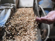 جڑواں شہروں میں گندم اور آٹے کے بحران کا آغاز