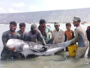 بلوچستان: اورماڑہ میں ماہی گیروں نےجال میں پھنسی ریسو نسل کی ڈولفن کو سمندر میں چھوڑ دیا