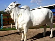 کراچی، ناردرن بائی پاس پر ڈاکو گائے سمیت دو گاڑیاں چھین کر فرار