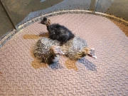 لاہور سفاری زو میں شتر مرغ کے انڈوں سے ہیچنگ کا کامیاب تجربہ