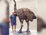 12فٹ اونچا، 250 کلو وزنی پرندہ ’’موا‘‘ پھر پیدا ہوگا؟